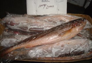 Kingfish - VIMA Foods